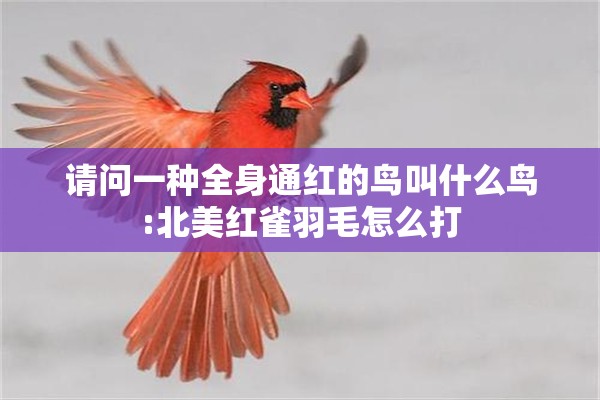 请问一种全身通红的鸟叫什么鸟:北美红雀羽毛怎么打